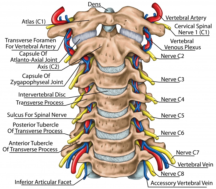 fájdalom a hát és a nyaka ízületeiben artrózis fájó sarokkezelés