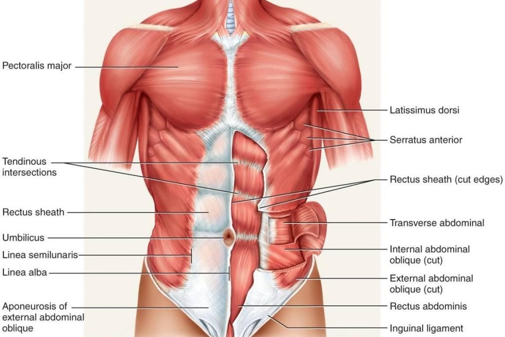 Ha fáj a háta | TermészetGyógyász Magazin